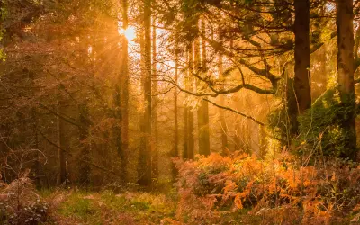 Solljus mellan träden i en skog