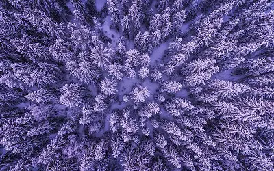 Flygvy över snötäckt skog